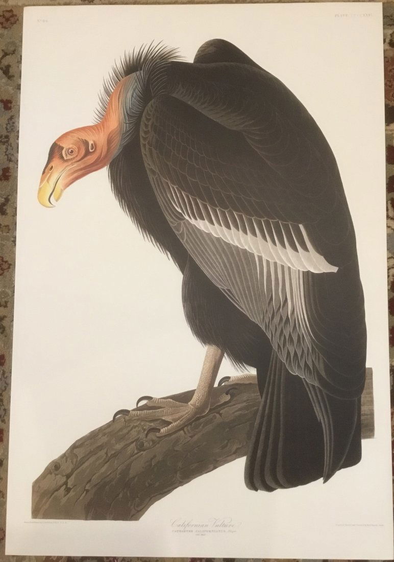 John James Audubon: Californian Vulture (1 of 1)