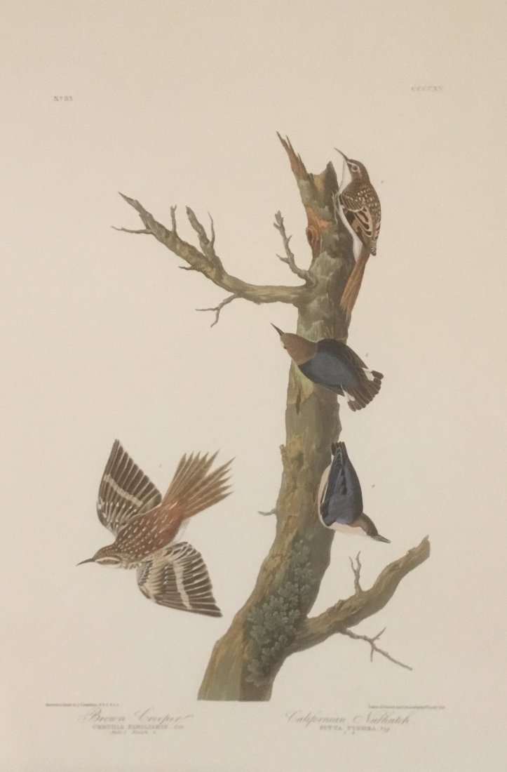 John James Audubon: Brown Creeper, Californian Nuthatch (1 of 1)