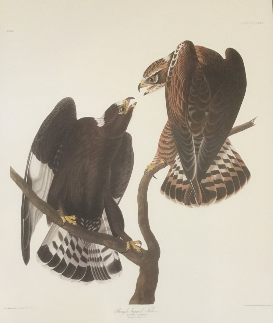 John James Audubon: Rough-legged Falcon, Plate CCCCXXII (1 of 1)