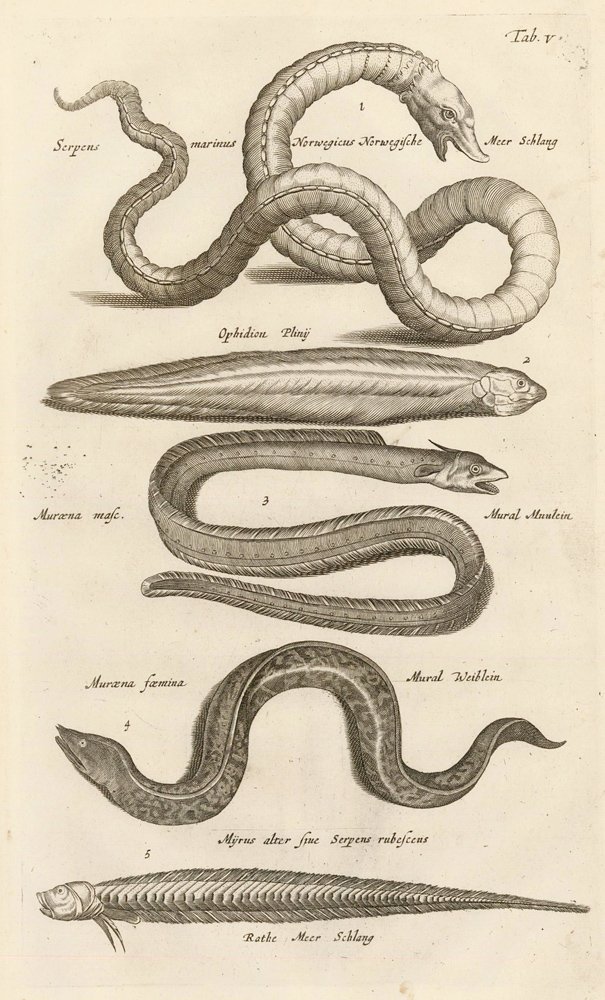 Johann Jonston: Sea Snakes & Eels, 1650: Print: Historia Naturalis, de Exanguibus Aquaticis - Tab. V Sea Snakes & Eels Artist: Johann Jonston Origin: Amsterdam Date: ca. 1650-53 Medium: Copper plate engraving Sheet Size: 14.25 x 8.5 inches P
