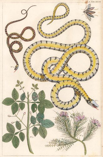 Albertus Seba: Garden Snake, Beetle, Flowering Plants (1 of 1)