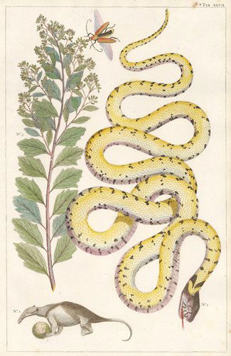 Albertus Seba: Grass Snake and Aardvark, 1734 (1 of 1)