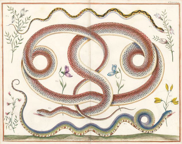 Albertus Seba: Coral Snake, Viper and Others from India (1 of 1)