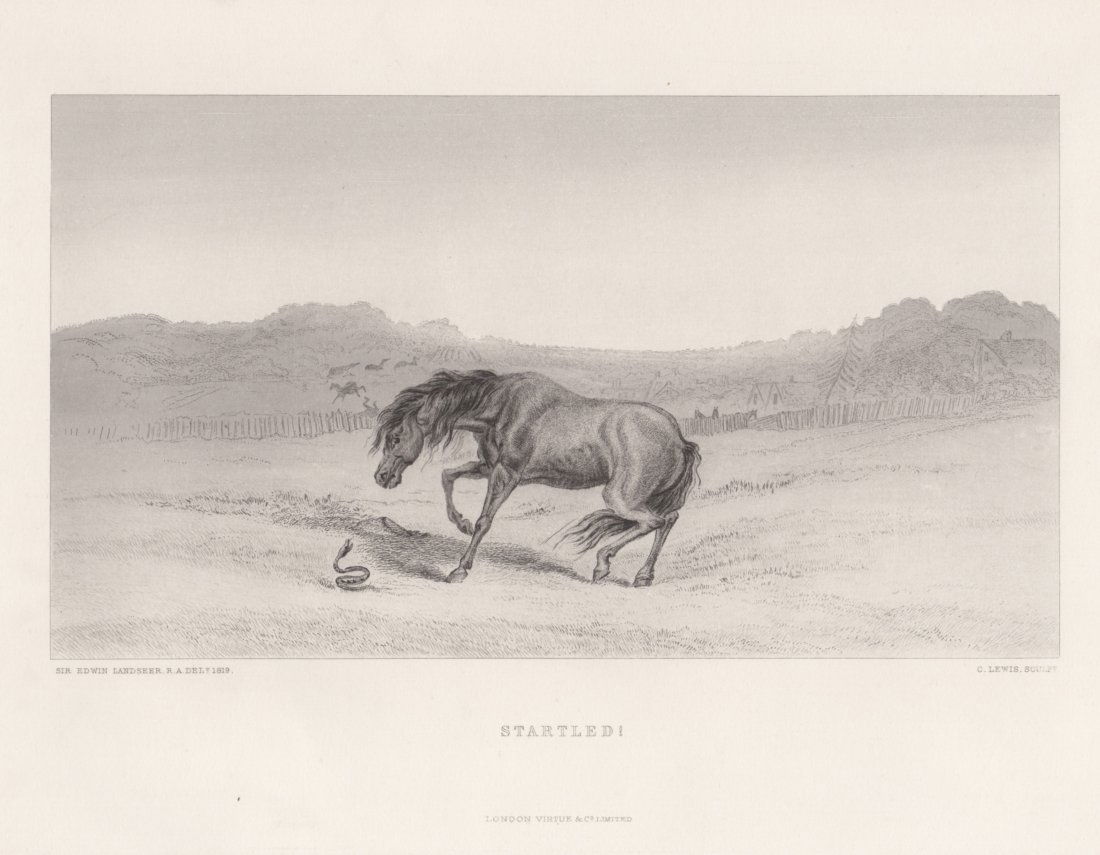 Edwin Landseer: Startled!, 1875 (1 of 1)
