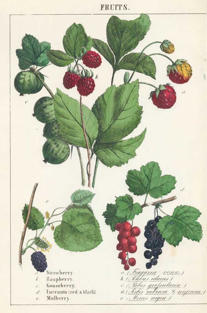 Robert Stark: Strawberry, Raspberry, Gooseberry, 1857 (1 of 1)