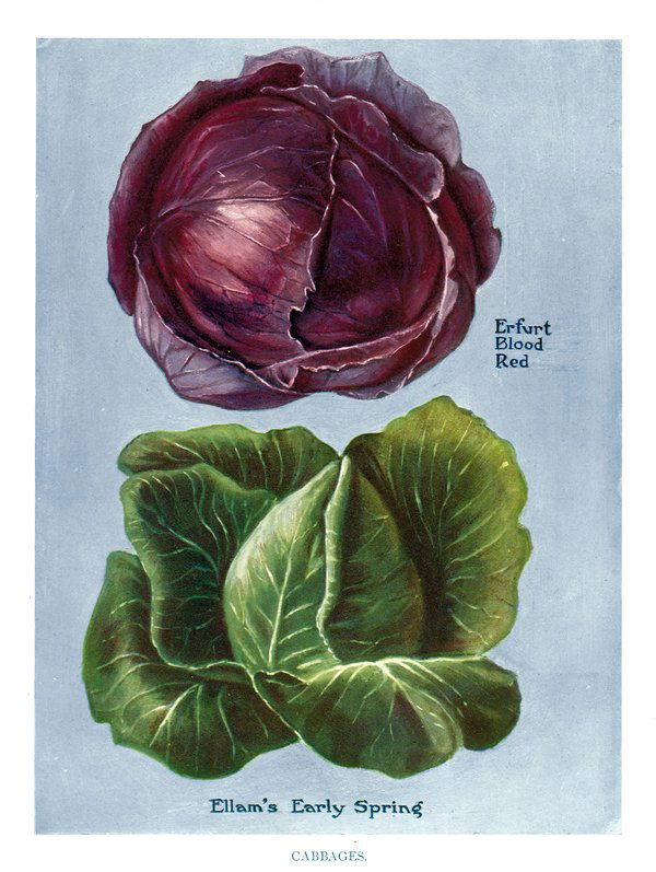 John Wright: Cabbages, 1909: Print: The Vegetable Grower's Guide, Cabbages Artist: John Wright Printer: Virtue and Co., London Date: ca. 1909 Medium: Chromolithograph Sheet Size: 10.75 x 8.25 inches Image Size: 8 x 6 inches Pleas