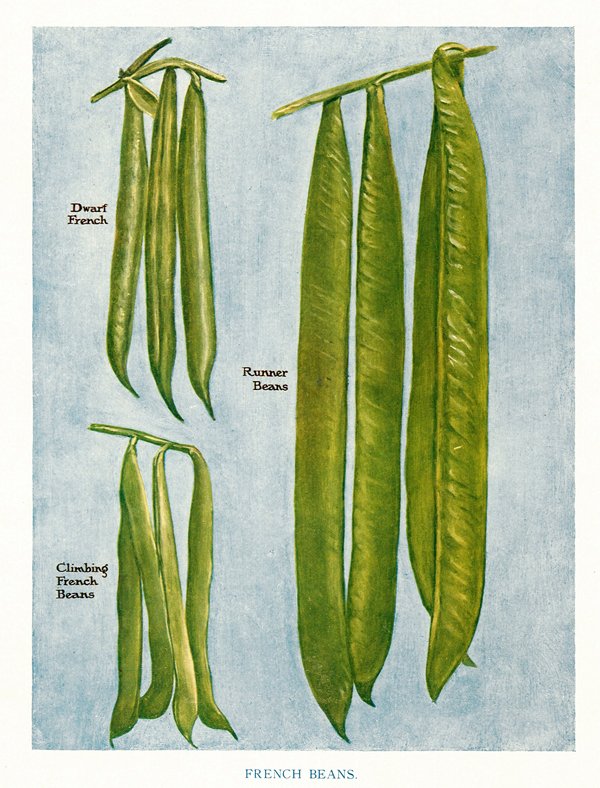 John Wright: French Beans, 1909: Print: The Vegetable Grower's Guide, French Beans Artist: John Wright Printer: Virtue and Co., London Date: ca. 1909 Medium: Chromolithograph Sheet Size: 10.75 x 8.25 inches Image Size: 8 x 6 inches P