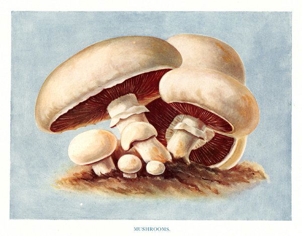 John Wright: Mushrooms, 1909: Print: The Vegetable Grower's Guide, Mushrooms Artist: John Wright Printer: Virtue and Co., London Date: ca. 1909 Medium: Chromolithograph Sheet Size: 10.75 x 8.25 inches Image Size: 8 x 6 inches Plea