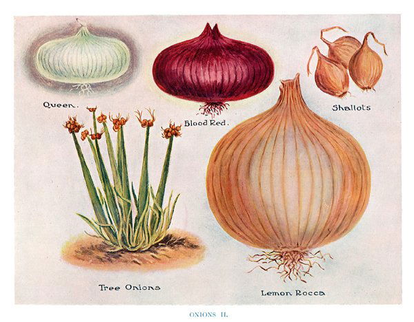 John Wright: Onions II, 1909: Print: The Vegetable Grower's Guide, Onions II Artist: John Wright Printer: Virtue and Co., London Date: ca. 1909 Medium: Chromolithograph Sheet Size: 10.75 x 8.25 inches Image Size: 8 x 6 inches Plea
