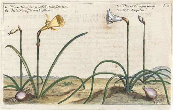 Crispijn van de Passe: Pseudo Narcissus Juncifoli, 1614 (1 of 1)