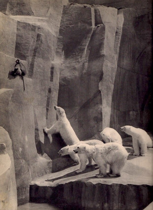 Andre Durand: Polar Bears: Print Title: Polar Bears Artist: Andre Durand Printing Date: 1935 Medium: Sheet-fed Gravure Printer: Neogravure Company, France Image Size: 9 x 11 inches No Reserve: This lot starts at $1 and has no r