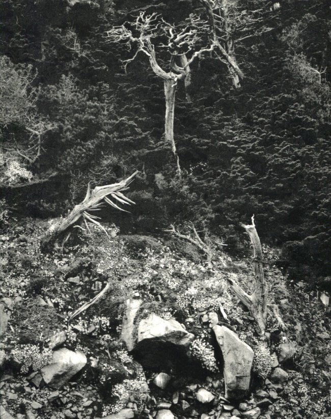 Edward Weston: Point Lobos, CA (1 of 1)