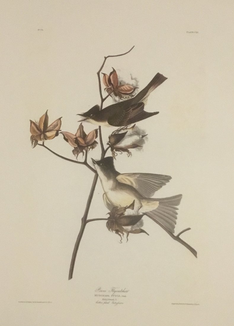 John James Audubon: Pewit Flycatcher, 1985 (1 of 1)