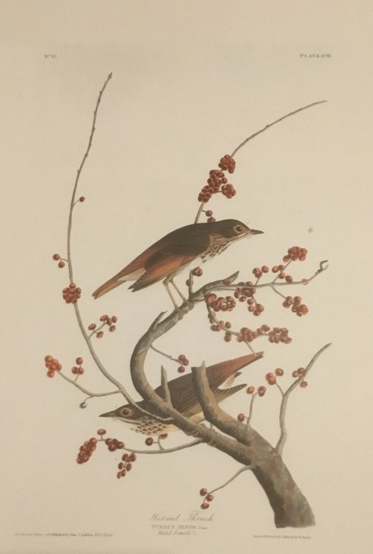John James Audubon: Hermit Thursh, 1985 (1 of 1)
