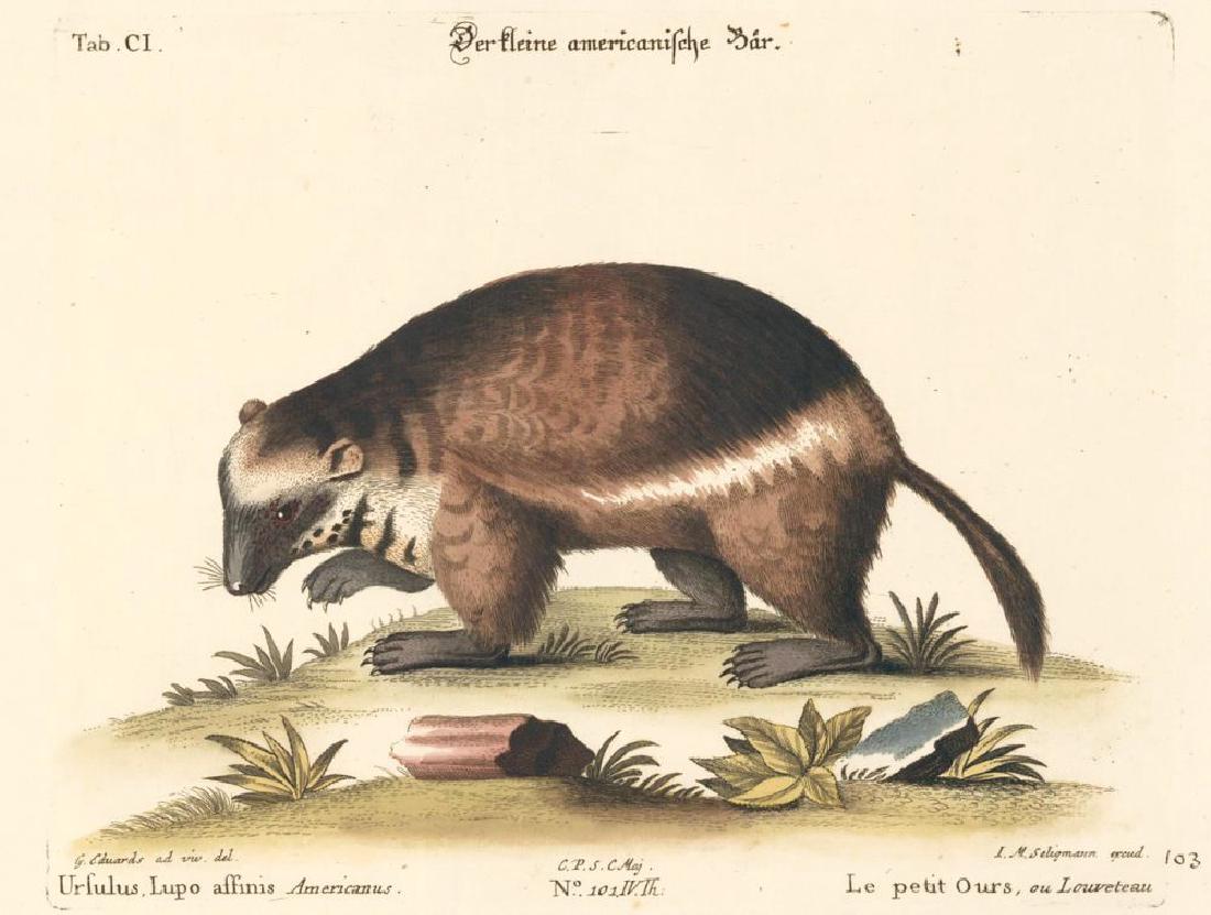 Johann Michael Seligmann: Le Petit Ours, 1749 (1 of 1)