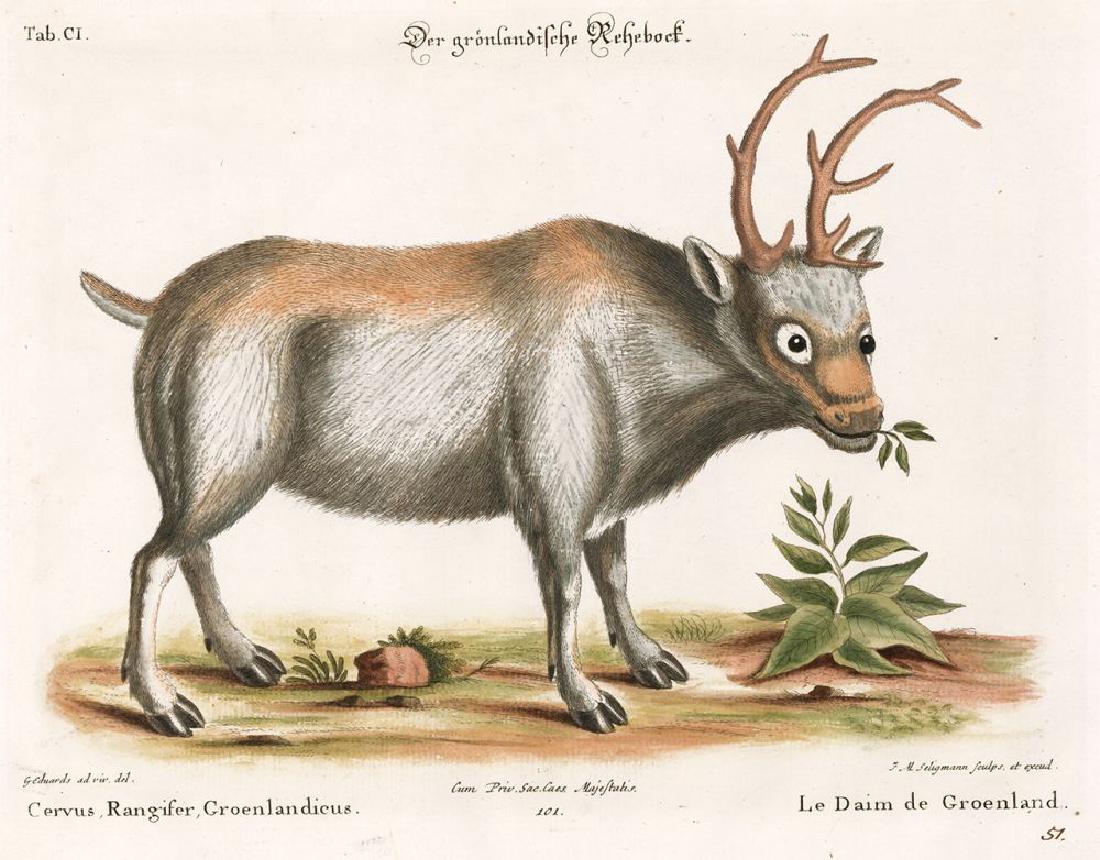 Johann Michael Seligmann: Greenland Reindeer, 1749 (1 of 1)