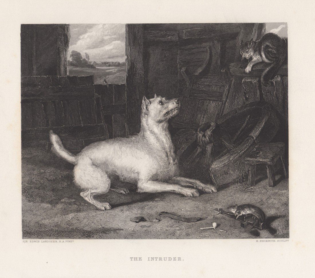 Sir Edwin Landseer: The Intruder, 1875 (1 of 1)