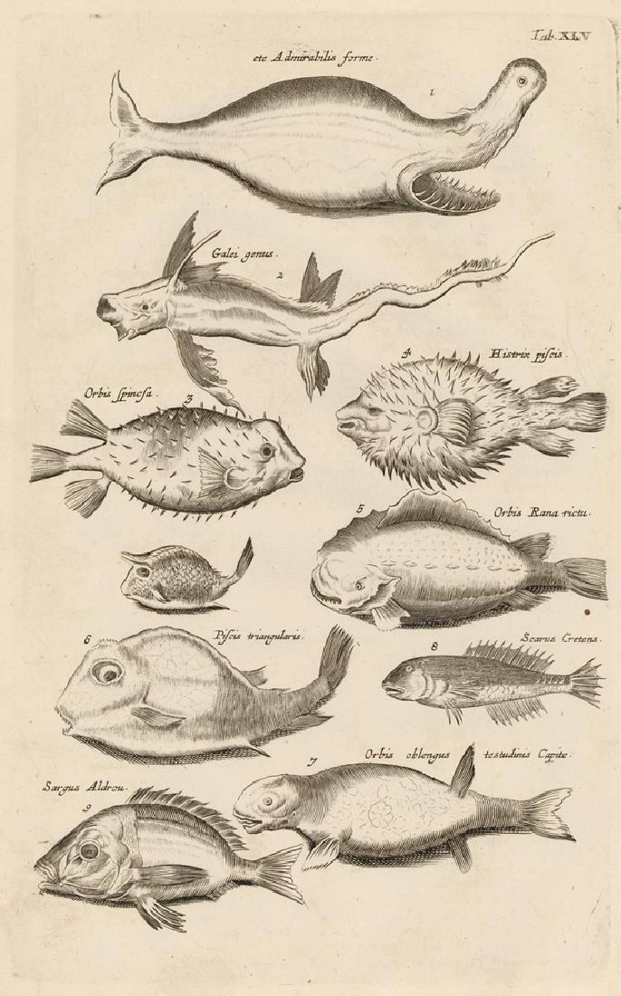 Johann Jonston: Sharks & Pufferfish, 1650: Print: Tab. XLV. Sharks and Pufferfish Author: Johann Jonston Edition: Historia Naturalis, de Exanguibus Aquaticis Origin: Amsterdam Date: ca. 1650-53 Medium: Copper plate engraving Sheet Size: 14.25 