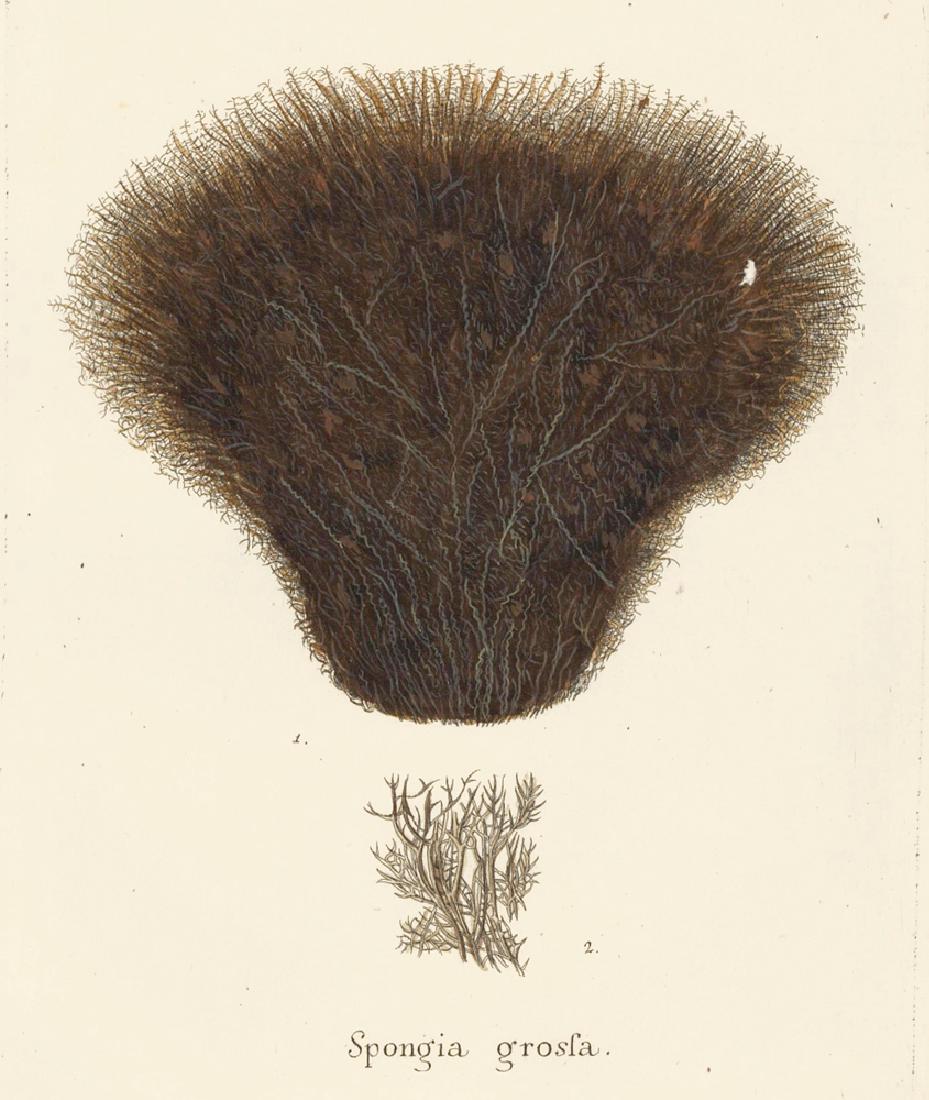 Eugenius J.C. Esper: Spongia Grossa, 1791: Print: Spongia Grossa (Sponge) Author: Eugenius Johann Christoph Esper Edition: Die Pflanzenthiere in Abbildungen nach der Natur Origin: Nuremberg Date: 1791-97 Medium: Hand-colored copper engraving S