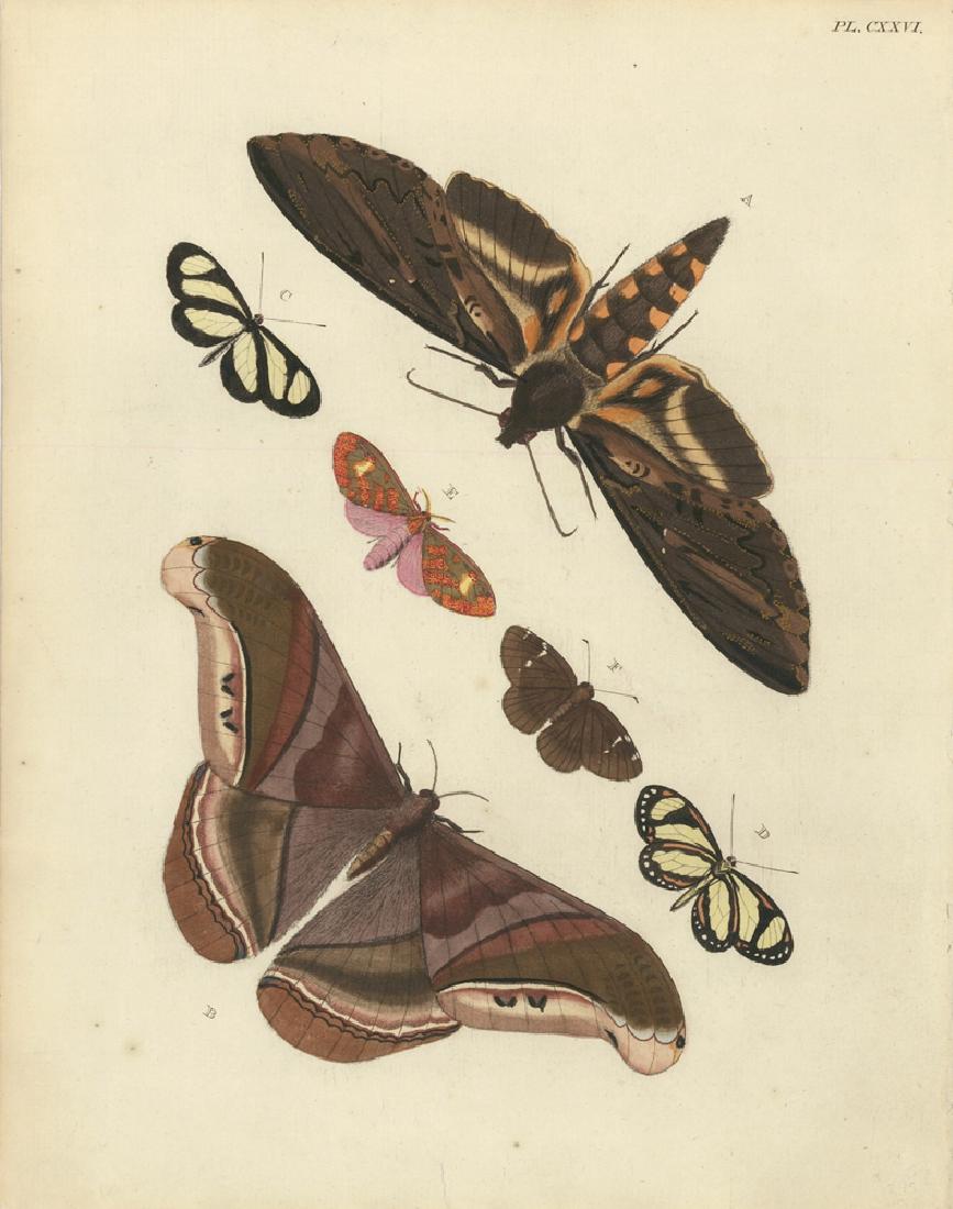 Pieter Cramer: Papillons Exotiques, 1775 (1 of 1)