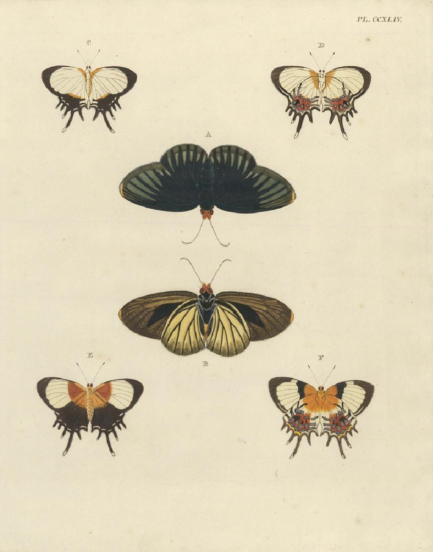 Pieter Cramer: Papillons Exotiques, 1775 (1 of 1)