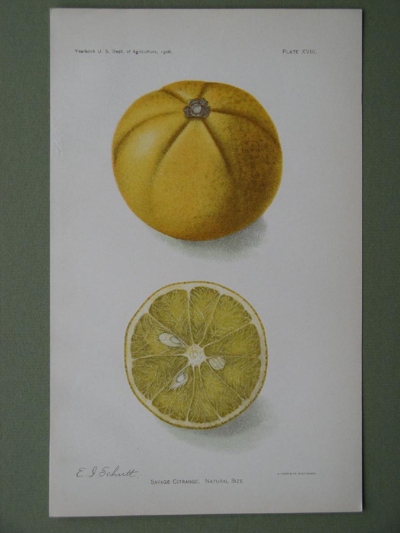 Elaine Schutt: Savage Citrane, 1902 (1 of 1)