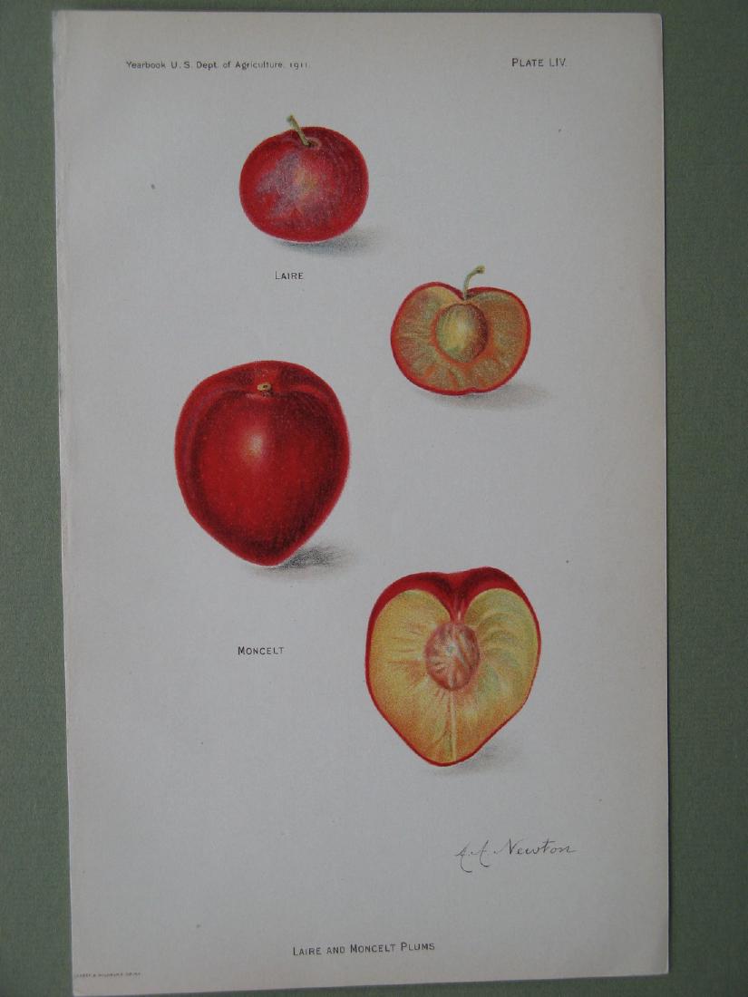 Amanda Newton: Laire & Moncelt Plums, 1911 (1 of 1)