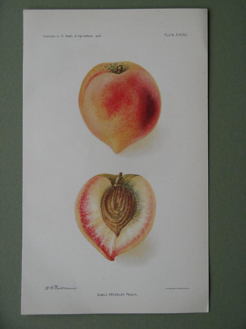 Deborah Passmore: Early Wheeler Peach, 1906 (1 of 1)