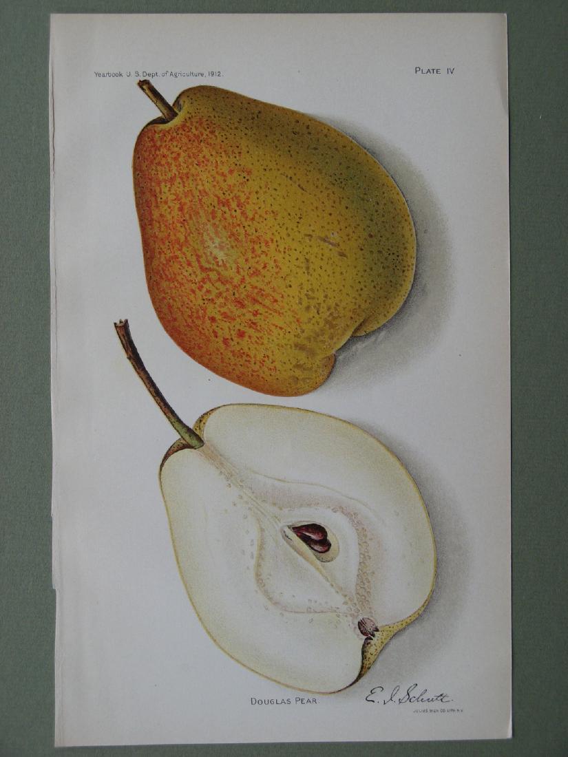 Elaine Schutt: Douglas Pear, 1912: Print Title: Douglas Pear Artist: Elaine Schutt Publication Date: 1912 Medium: Chromolithograph From the Yearbook of the U.S. Department of Agriculture Dimensions: 9.5 x 5.75 inches Please note that t