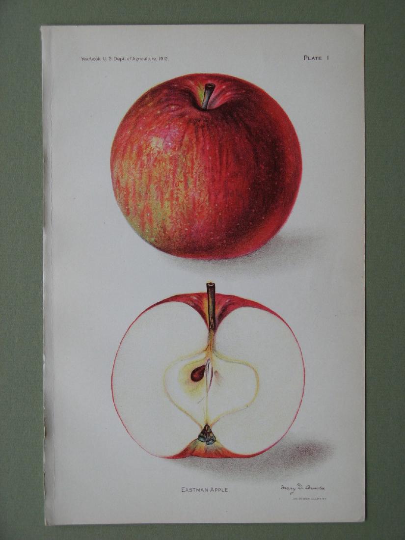 Mary Arnoldt: Eastman Apple, 1912 (1 of 1)
