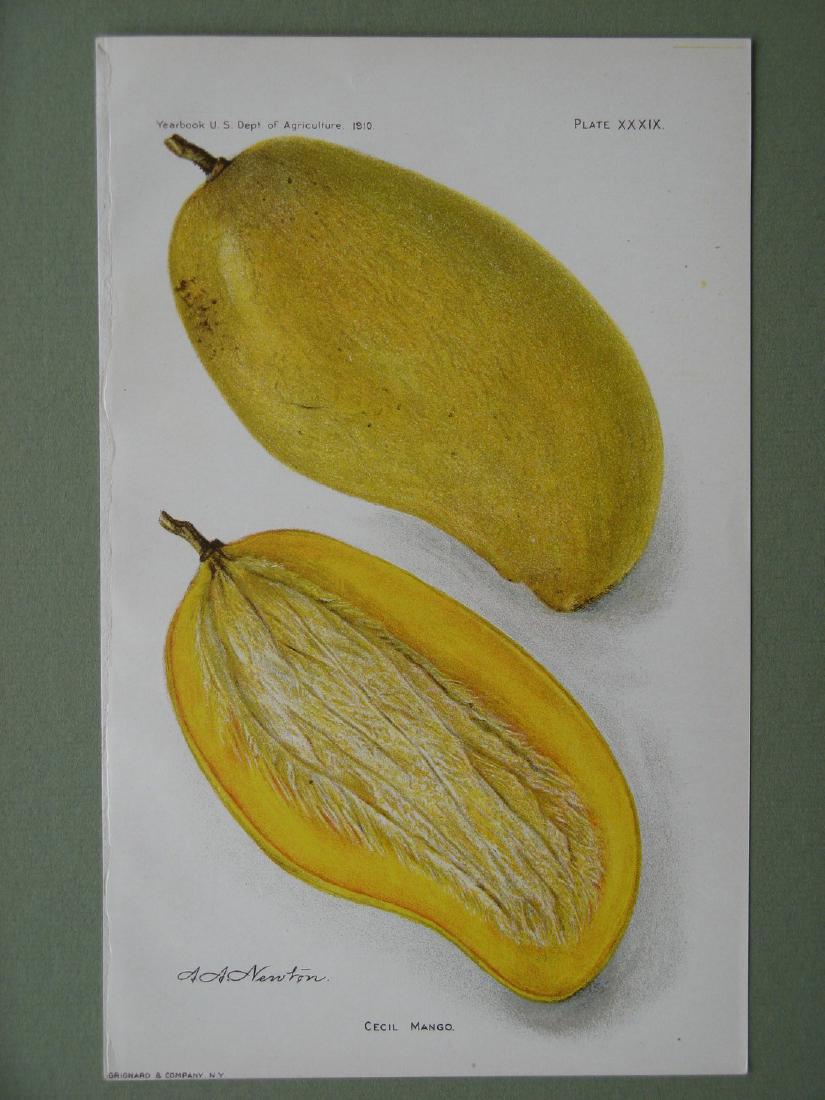 Amanda Newton: Cecil Mango, 1910 (1 of 1)