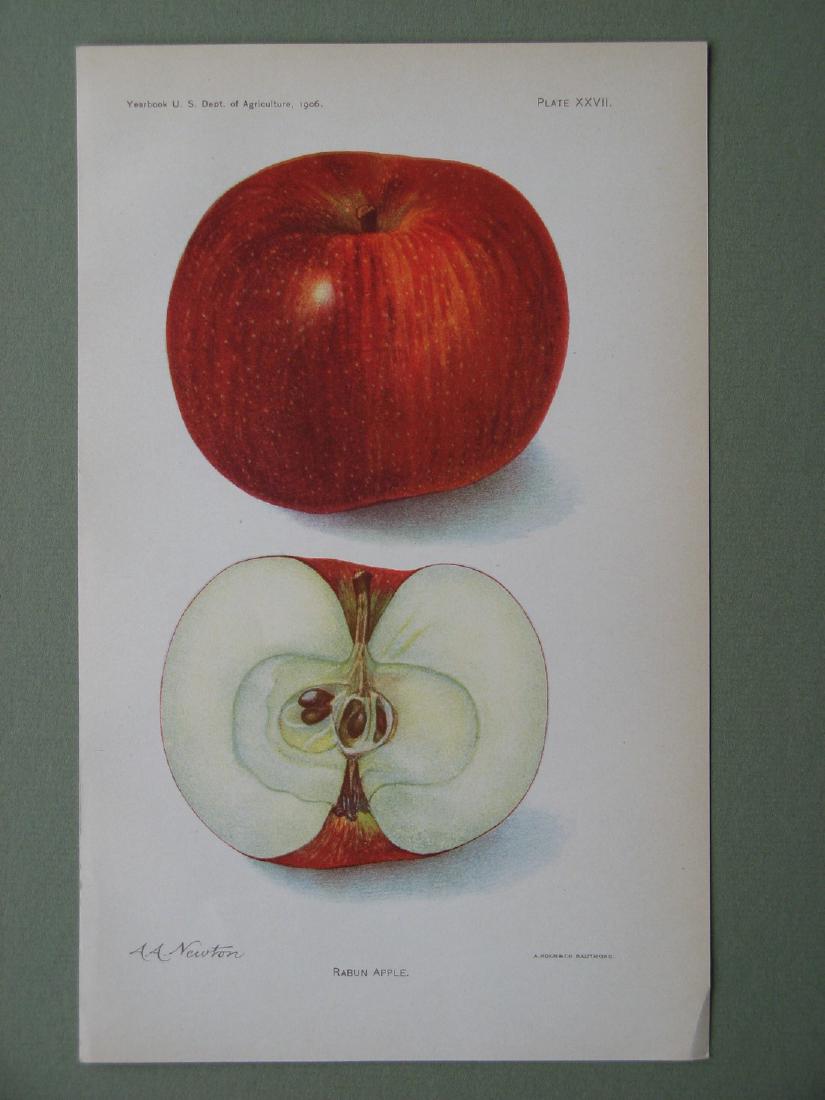 Amanda Newton: Rabun Apple, 1906 (1 of 1)