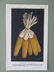 Boettcher: Ears of Corn, 1909