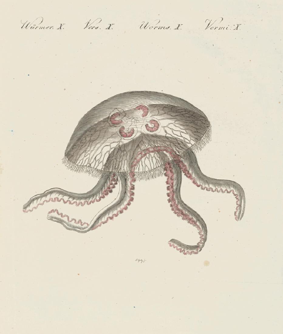 Friedrich Justin Bertuch: Jellyfish, 1798: Print Title: Jellyfish Author: Friedrich Justin Bertuch Edition: Bilderbuch Fur Kinder Printer: Weimar Publication Date: 1798 Medium: Original engraving with hand-coloring Sheet Size: 9.5 x 7.5 inches