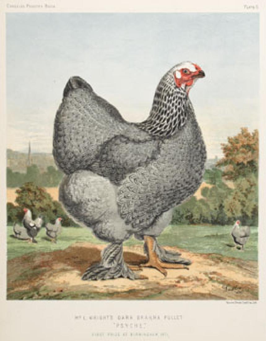 J.W. Ludlow: Illustrated Book of Poultry, Psyche, 1870 (1 of 1)