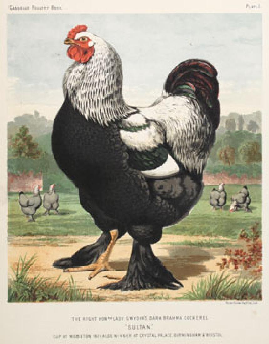 J.W. Ludlow: Illustrated Book of Poultry, Sultan, 1870 (1 of 1)