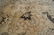 Antique Persian Handmade Mahal 10x14 - 5