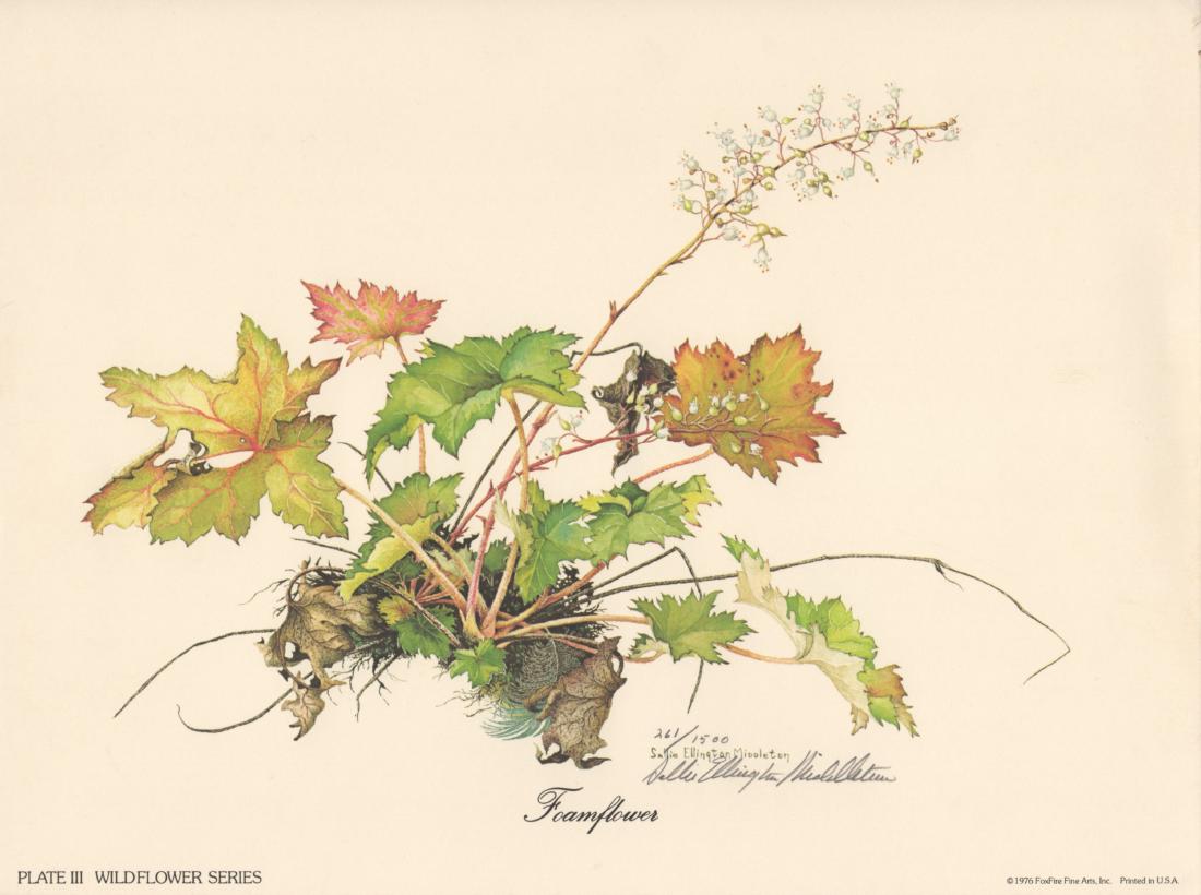 Sallie Ellington Middleton: Foamflower, Signed (1 of 1)