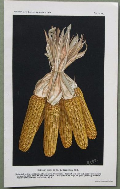 Mixed Breed Ear of Corn: Print: Mixed Breed Ear of Corn Artist: Elsie Lower Date: 1909 Medium: Lithograph Size: 9 x 5.25 inches From Yearbook U.S. Department of Agriculture The Department of Agriculture was established in 186