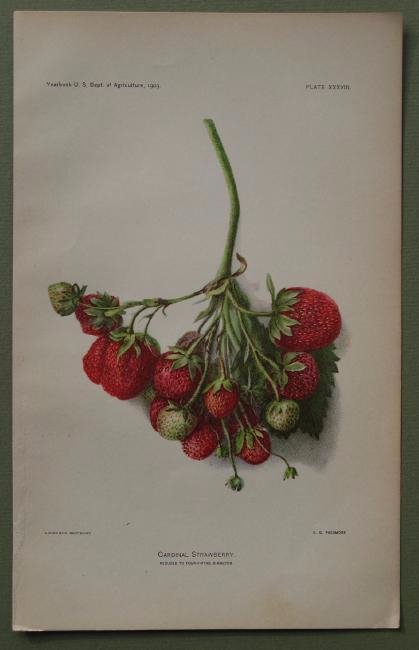 Cardinal Strawberry (1 of 1)