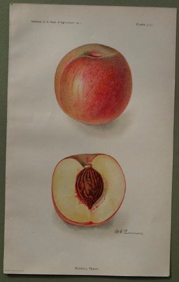 Russell Peach (1 of 1)