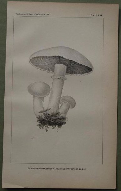 Common Field Mushroom: Print: Common Field Mushroom Date: 1897 Medium: Lithograph Size: 9 x 5.25 inches From Yearbook U.S. Department of Agriculture The Department of Agriculture was established in 1862 and was administered