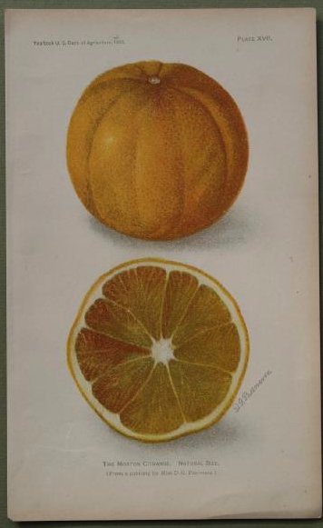 Morton Citrange (1 of 1)