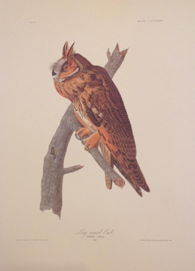 John James Audubon: Long-eared Owl (1 of 1)