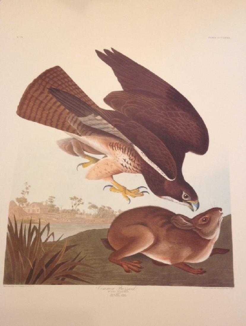 John James Audubon: Common Buzzard (1 of 1)