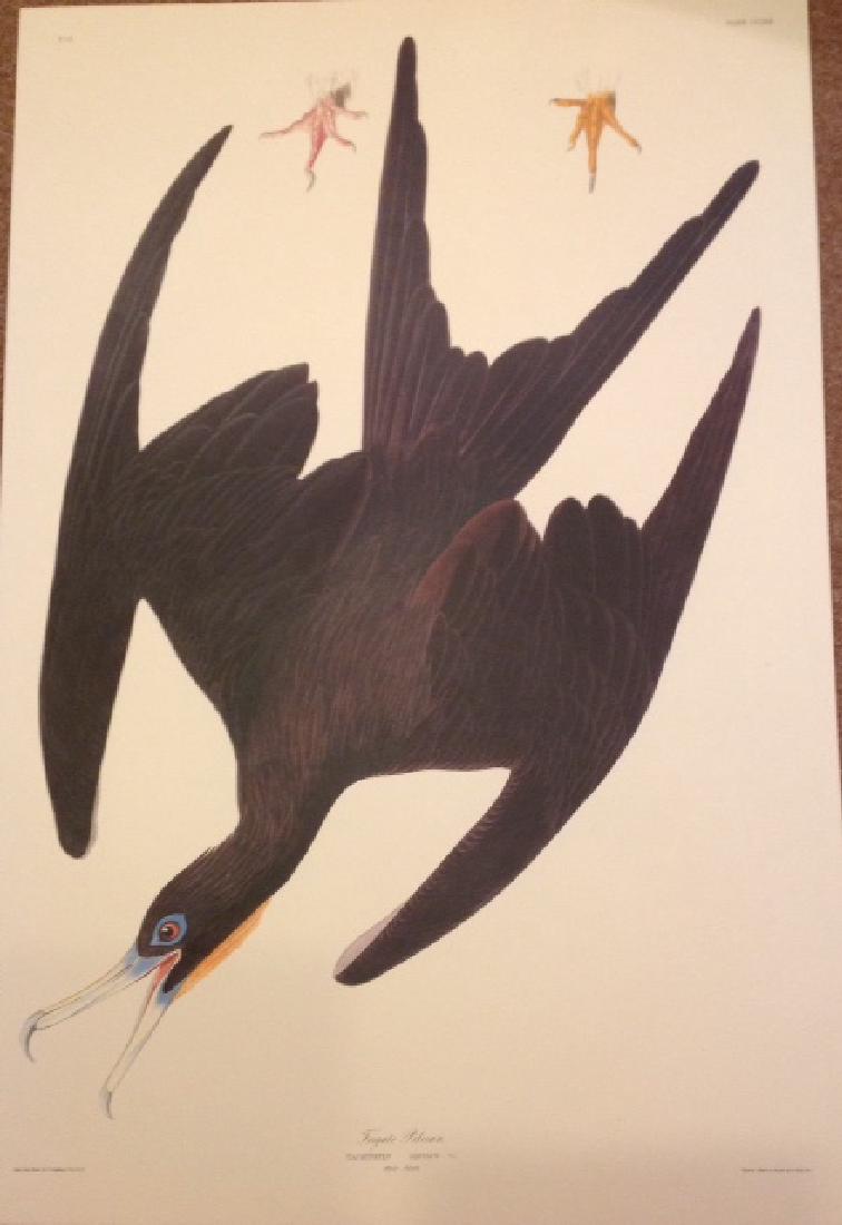 John James Audubon: Frigate Pelican (1 of 1)