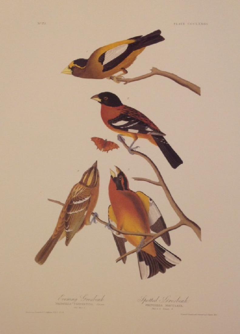John James Audubon: Evening Grosbeak (1 of 1)