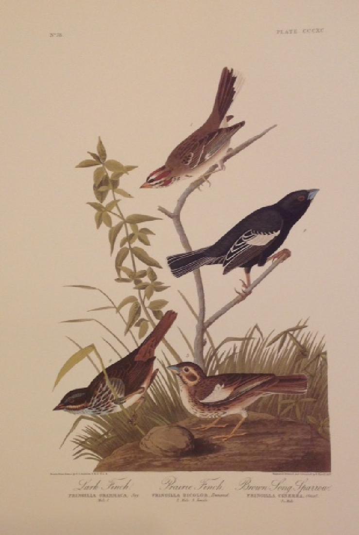 John James Audubon: Finch & Sparrow (1 of 1)