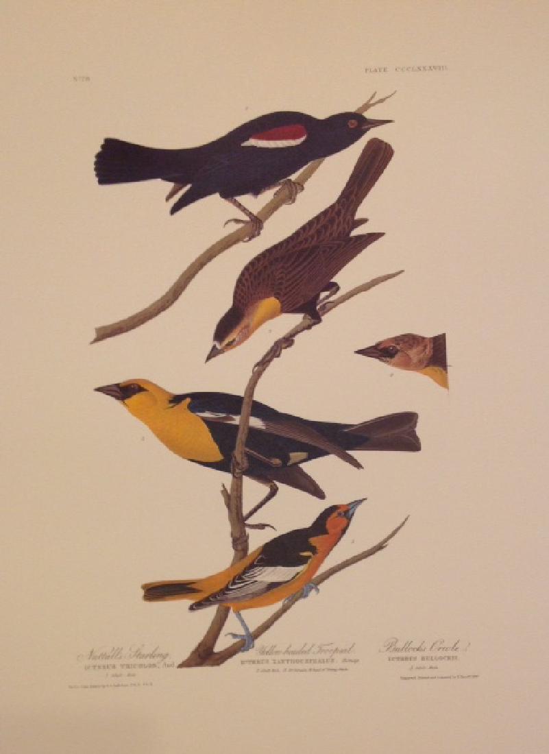 John James Audubon: Starling, Yellow-headed Tropical (1 of 1)