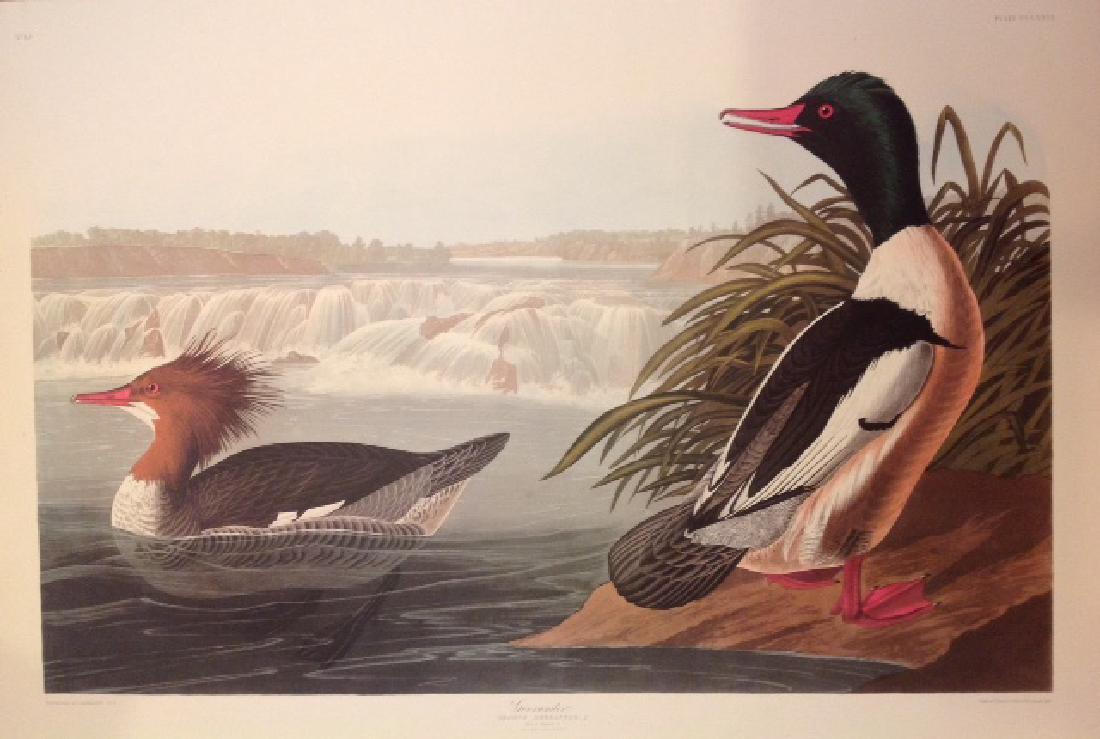 John James Audubon: Goosander (1 of 1)